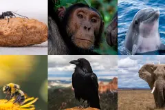 Die 6 intelligentesten Tiere der Welt #FunFriday