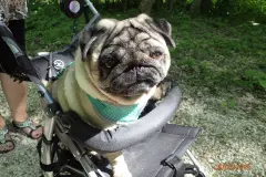 Milbenbefall beim Hund behandeln