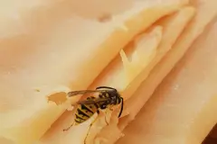 Nervige Wespen mit Schinken ablenken