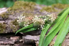 Diese 3 Heilpflanzen und Kr&auml;uter helfen bei Husten