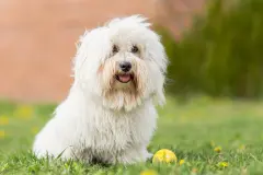 Analdr&uuml;se beim Hund verstopft: Flohsamen