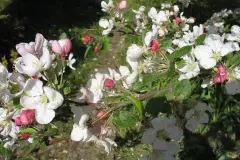 Zierapfel-Konfit&uuml;re