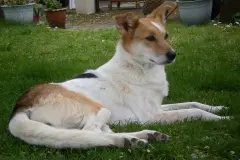 Das Sommerthema: Fl&ouml;he und Zecken auf Hunden und Katzen