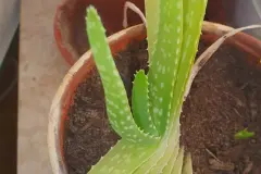 Aloe vera bei Verbrennungen