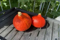 K&uuml;rbis komplett verwerten: K&uuml;rbiskerne und Schale