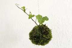 Kokedama-Mooskugeln selber machen