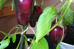 Paprika und Chili im Topf l&auml;nger ernten und &uuml;berwintern