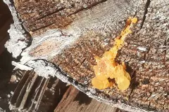 Harz von Nadelb&auml;umen sammeln