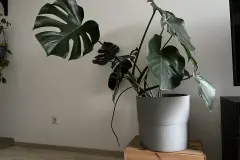 Zimmerpflanzen umstellen - Lichtverhältnis erhalten