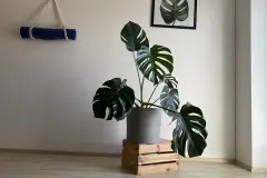 Zimmerpflanzen umstellen - Lichtverhältnis erhalten