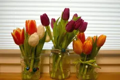 Farbenfrohe Fr&uuml;hlingsdeko mit Tulpen DIY