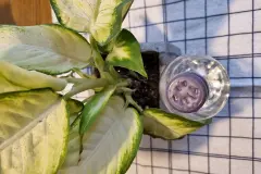 Leere Plastikflaschen als Gie&szlig;flasche upcyceln