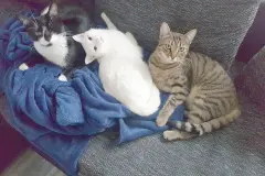 Hunde und Katzen aneinander gew&ouml;hnen