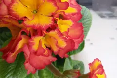 Balkonpflanzen drau&szlig;en &uuml;berwintern