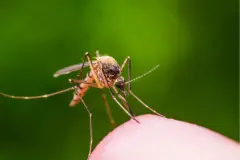 Warum jucken M&uuml;ckenstiche?