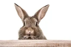 Warum versteckt an Ostern ein Hase die Eier?