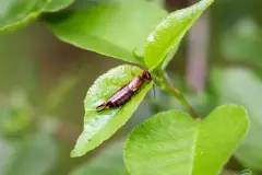 &bdquo;Kneifen Ohrenkneifer in die Ohren&ldquo;?