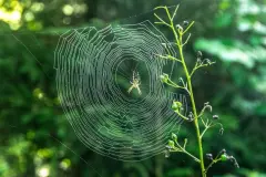 &bdquo;Warum klebt eine Spinne nicht an ihrem Netz fest?&ldquo;