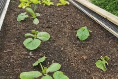 Eigenanbau im Hochbeet und Garten