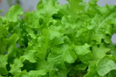 Pfl&uuml;cksalat aus dem Supermarkt in den Balkonkasten pflanzen