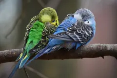 "Warum fallen V&ouml;gel beim Schlafen nicht vom Baum?"