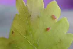 Blattl&auml;use umweltvertr&auml;glich entfernen