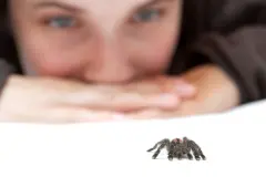 Spinnen aus der Wohnung vertreiben