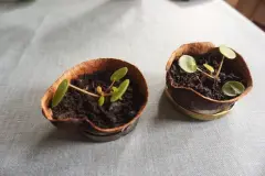 Avocadoschale als Blumenübertopf