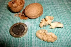 Walnuss mit 1-Euro-M&uuml;nze &ouml;ffnen