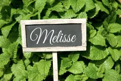 Melisse: Wirkung, Anwendung und Tee-Rezepte