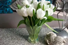 Welke Tulpen retten