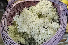 Holunderbl&uuml;ten-Sirup