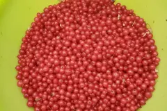 Johannisbeeren ernten - Trick mit einer Gabel