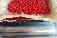 Johannisbeeren einfrieren - ganz einfach