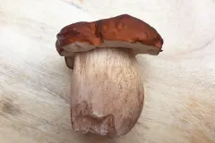 Pilze sammeln - Die wichtigsten Regeln & Tipps