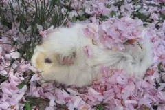 Meerschweinchen artgerecht halten