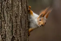 &bdquo;Wie finden Eichh&ouml;rnchen ihre N&uuml;sse wieder?&ldquo;