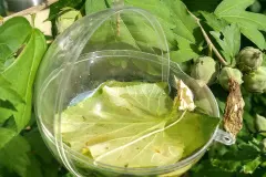 DIY - Wasserstelle f&uuml;r V&ouml;gel und Insekten
