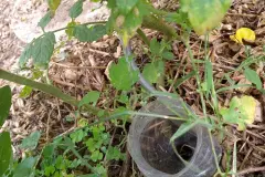 Bew&auml;sserungssystem mit PET-Flasche