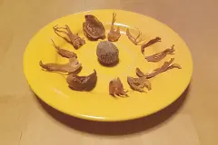 Muskat und Muskatbl&uuml;te unterscheiden und verwenden