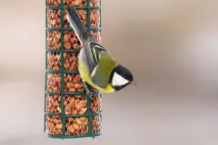V&ouml;gel f&uuml;ttern im Winter &ndash; Darauf solltest du achten