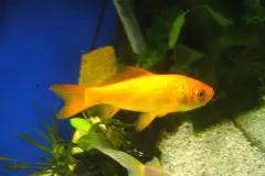 Tiere aussetzen &ndash; Folgen und was du dagegen tun kannst