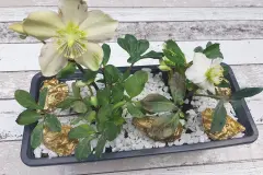 Winterliches Arrangement mit Christrosen