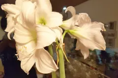 Amaryllis: richtige Pflege f&uuml;r eine erneute Bl&uuml;te