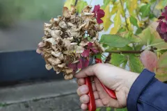 Hortensien schneiden &ndash; der beste Zeitpunkt