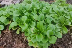 Feldsalat selbst anbauen