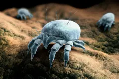 Milben im Bett bek&auml;mpfen: 7 Hausmittel & Tipps