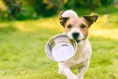 Hundefutter aus H&uuml;hnerm&auml;gen selbst zubereiten