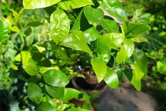 Milch gegen Pflanzen-Sch&auml;dlinge