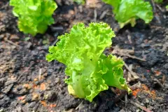 Chili gegen Schnecken - Salat, Erdbeeren & Co. sch&uuml;tzen